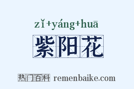 紫阳花是什么意思的图片